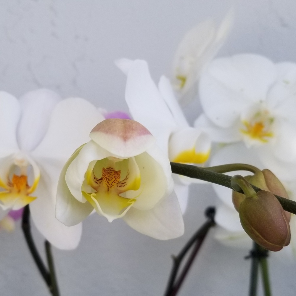 Meet your Posher, Gretchen